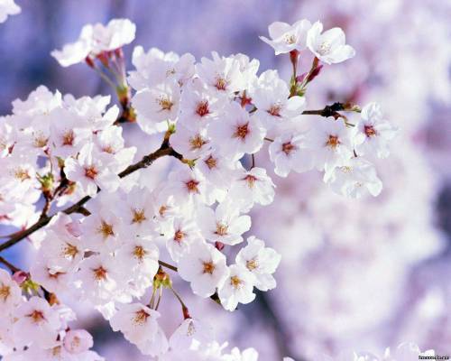 Цвети всегда, как нежная японская вишня! druzhba-navsegda.
