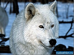 Поздравляем самого доброго РБшника, Wolf-7, с днём рождения!