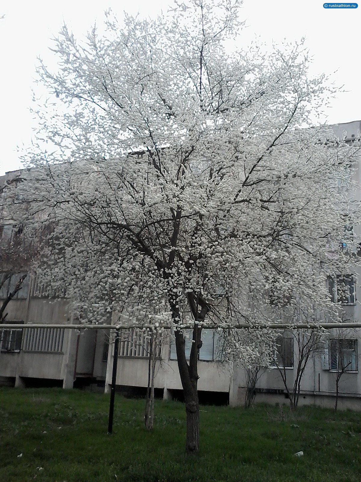 Первый день весны. Ташкент 1.03.2016