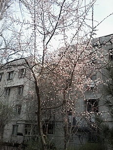 Первый день весны. Ташкент 1.03.2016