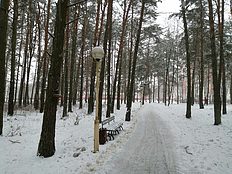  В парке зимой
